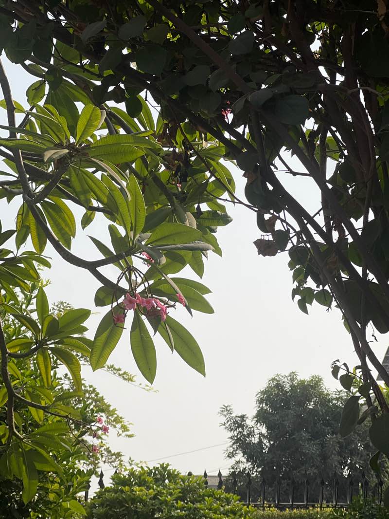 walking near me in Company Bagh in autumn