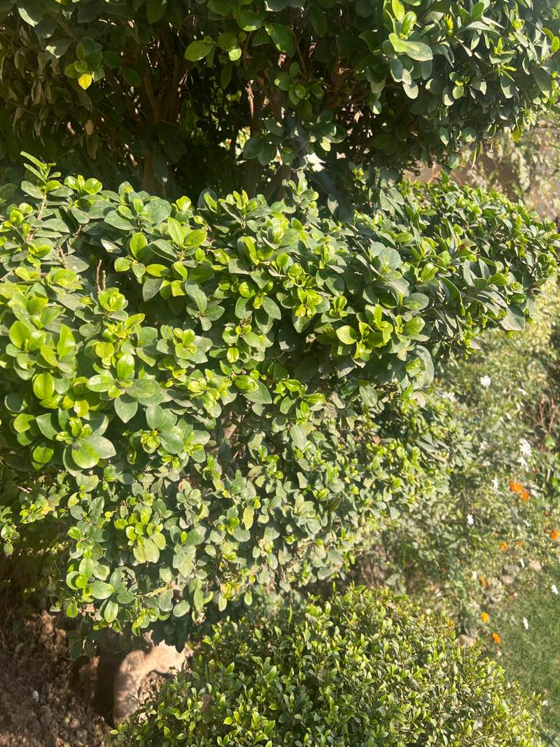 walking near me in Company Bagh in winter