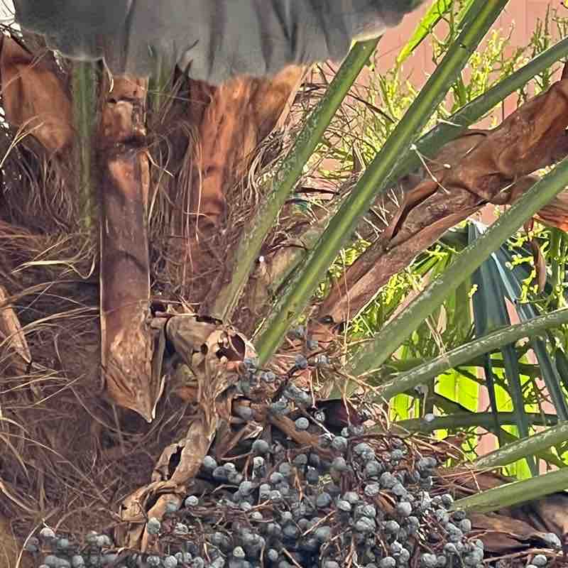 Ivo Charlie 66 post 2