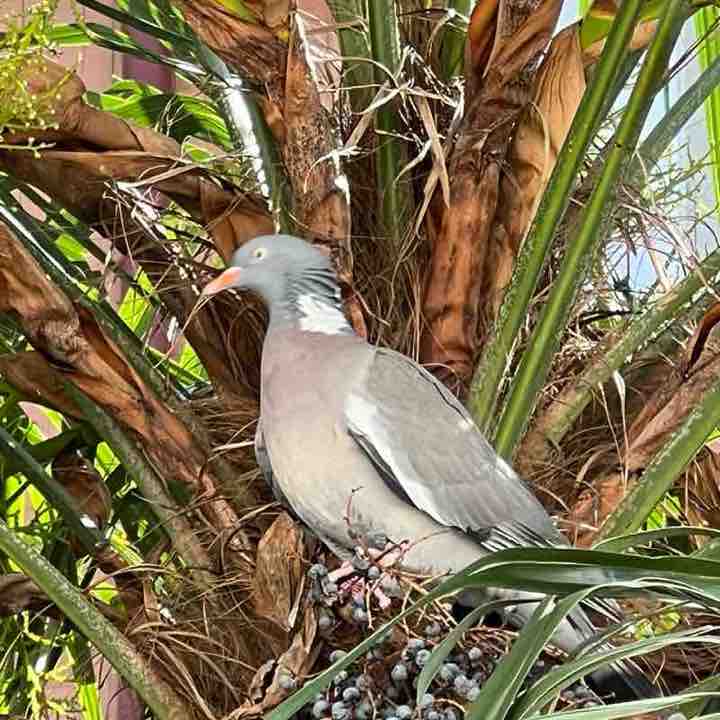 Ivo Charlie 66 post 1