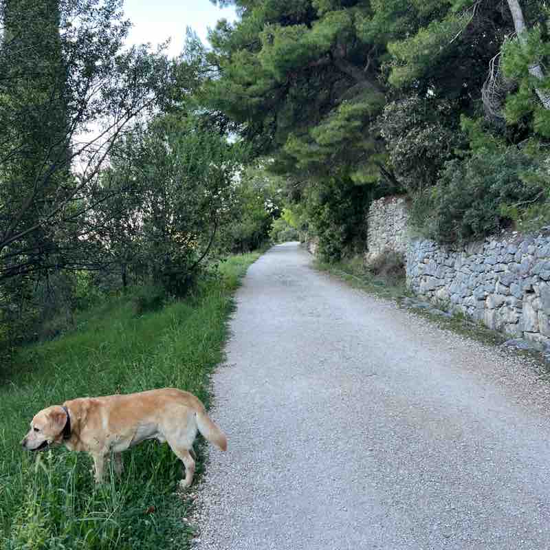 Ivo Charlie 66 post 2