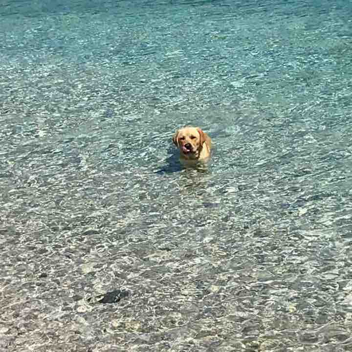 Ivo Charlie 66 post 2