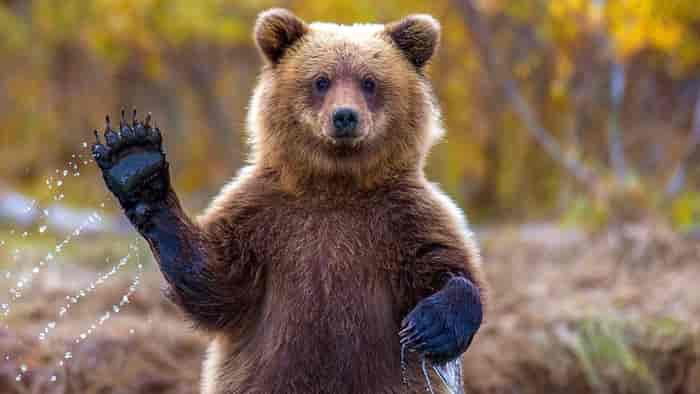 BEAR🇰🇷😁
