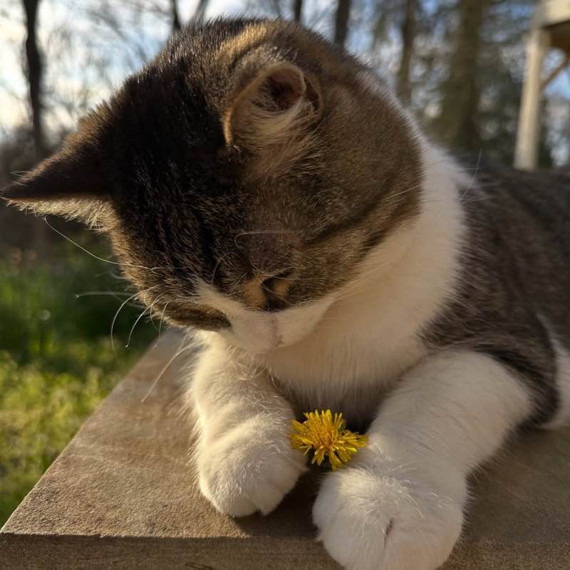 تحدي المشي Lavender 🐾 post image