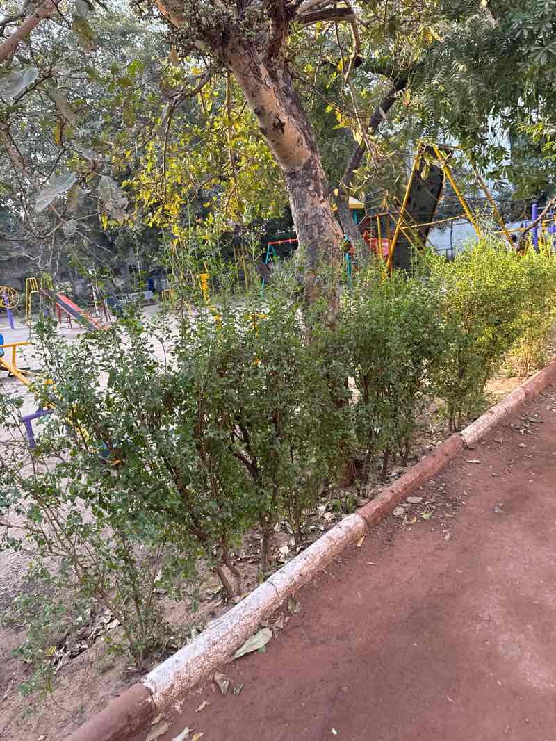 walking near me in Shree Maharshi Arvind Garden in winter