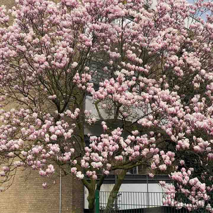 Pacer Typ 1957 post 3