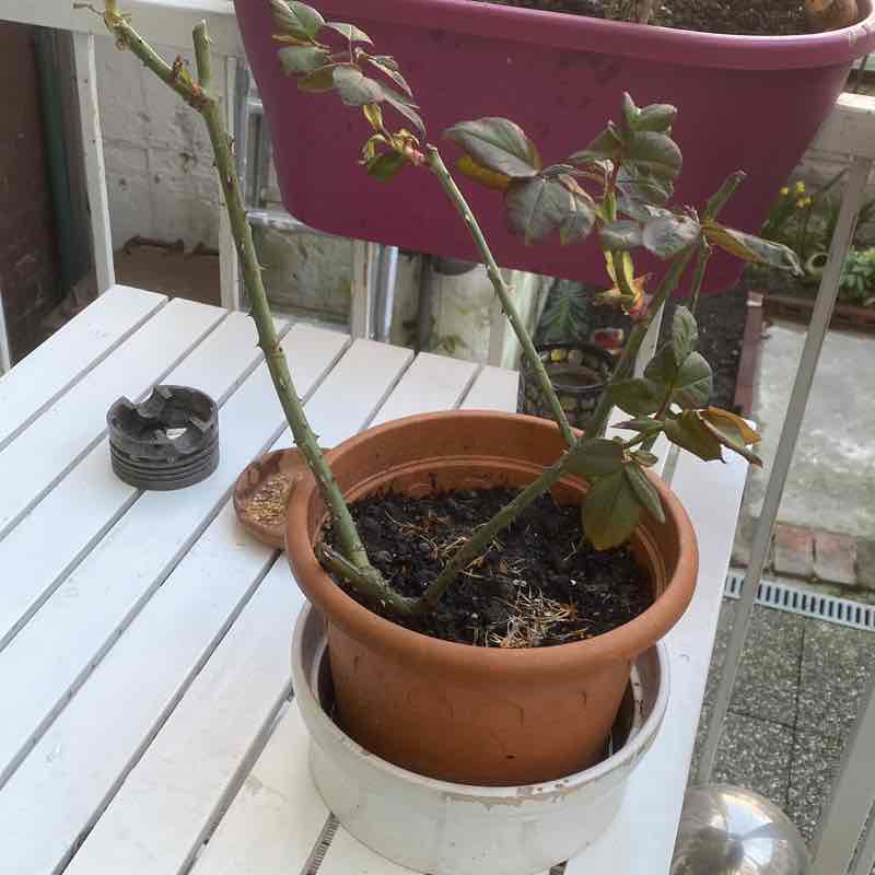 Pacer Typ 1957 post 2