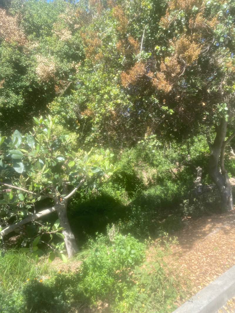 walking near me in Tyrrell Park in spring