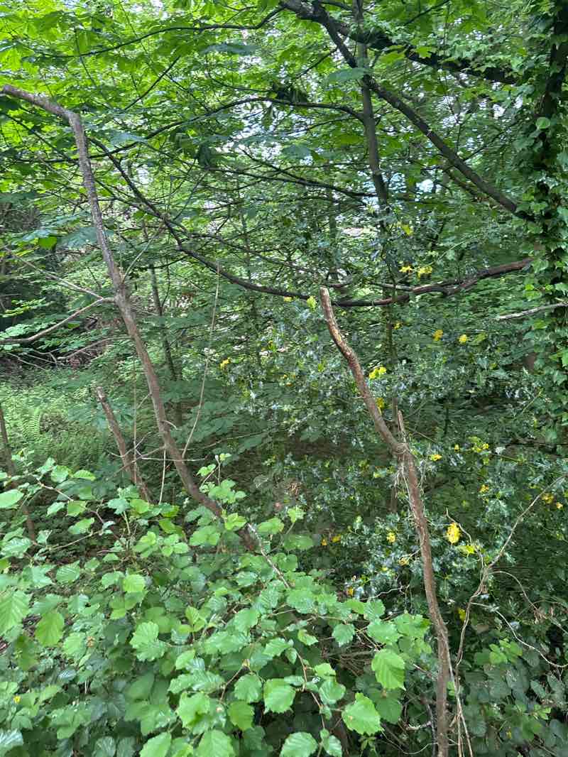 walking near me in Darwin Gardens (Millennium Green) in spring