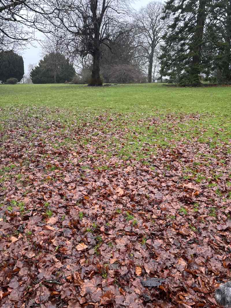 walking near me in Roundhay Park in winter