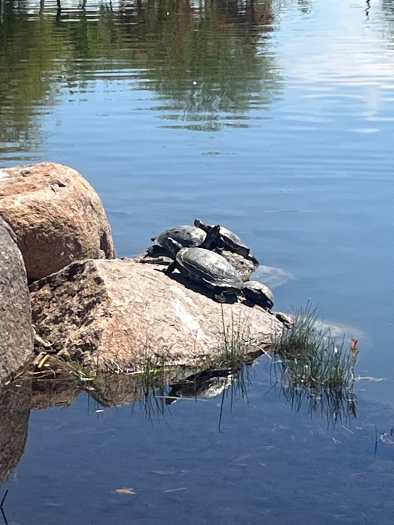 walking near me in Eastmark Great Park in spring