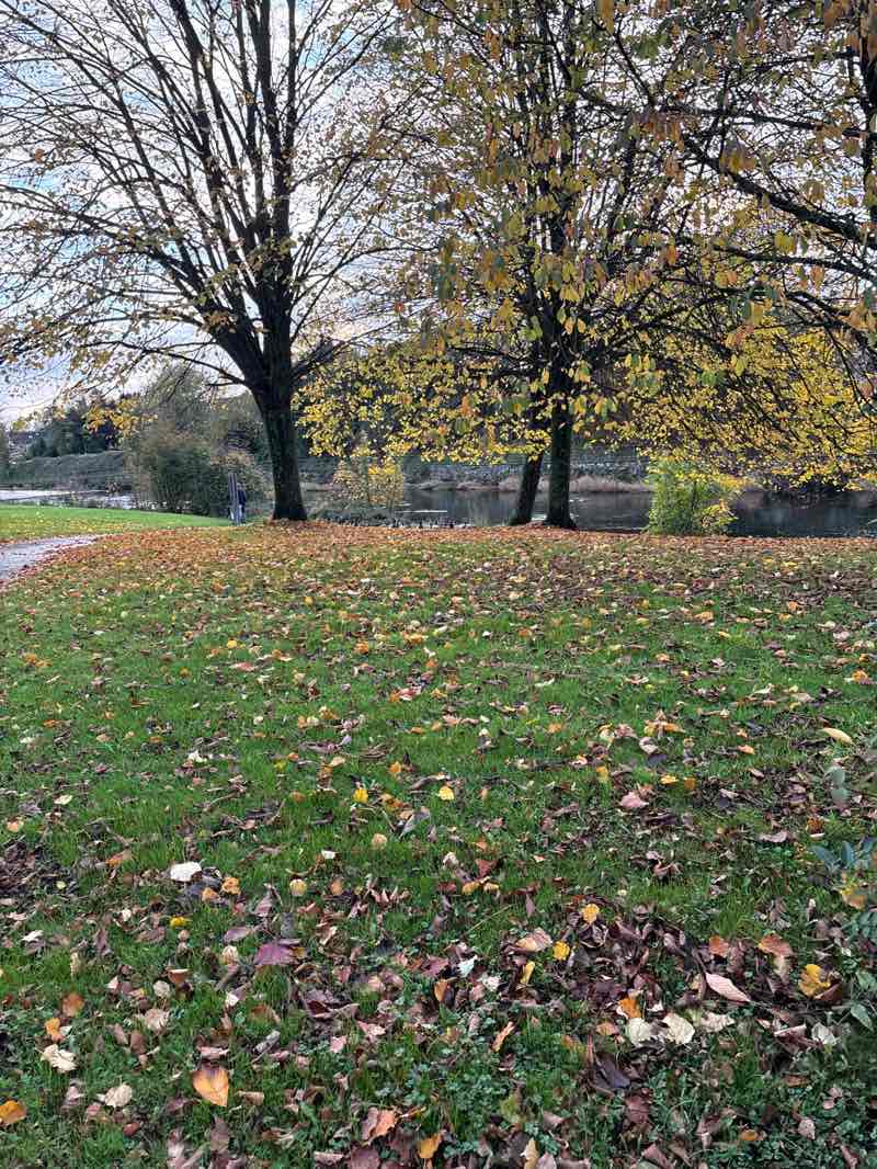 walking near me in Ford Park in autumn