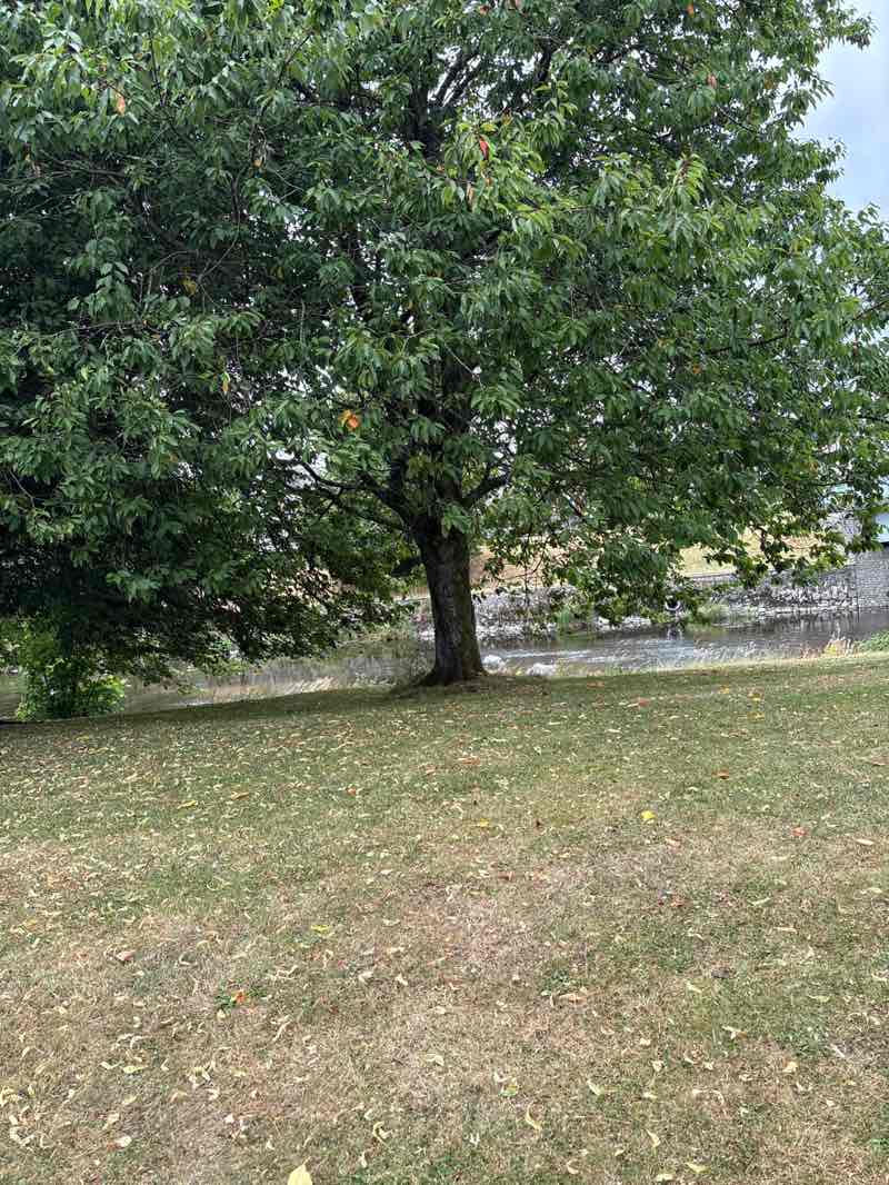 walking near me in Ford Park in summer