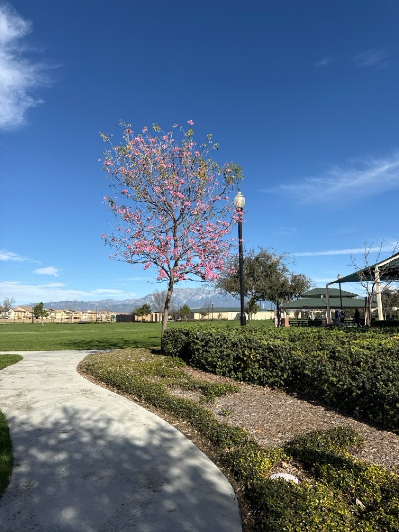 walking near me in Celebration Park North in winter