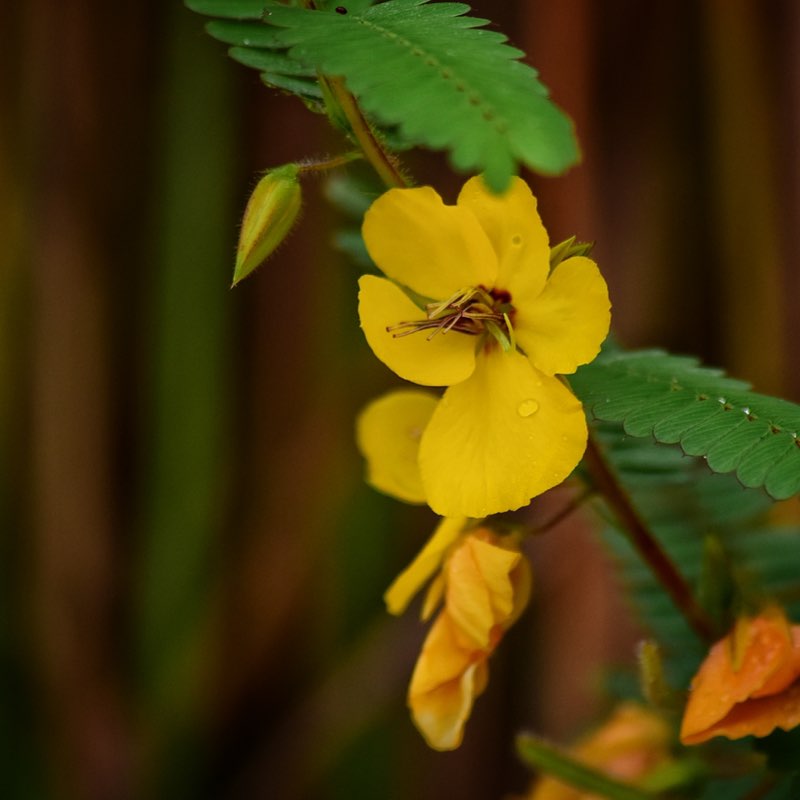 一万歩倶楽部(10K steps club) 🇺🇸jw post image