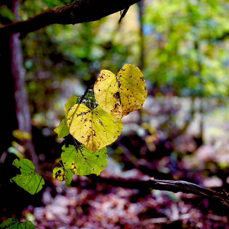 健康一萬步 🇺🇸jw post image