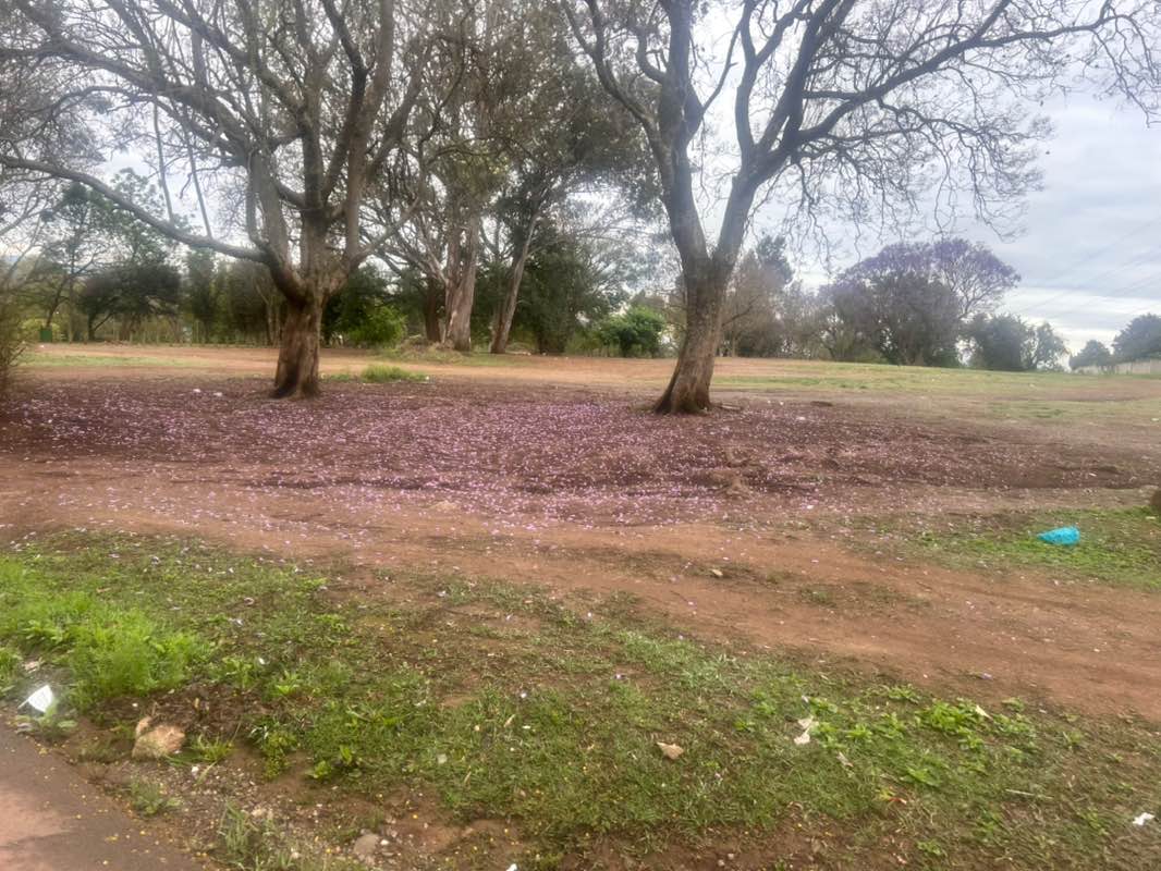 walking near me in Alexandra Park in spring