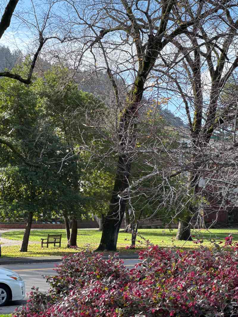 walking near me in Ross Commons in winter