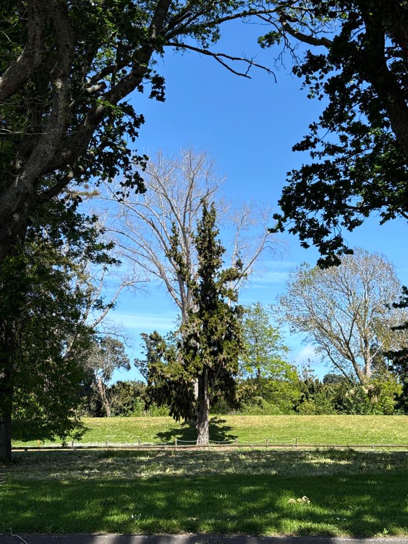 walking near me in Kowhai Park in spring