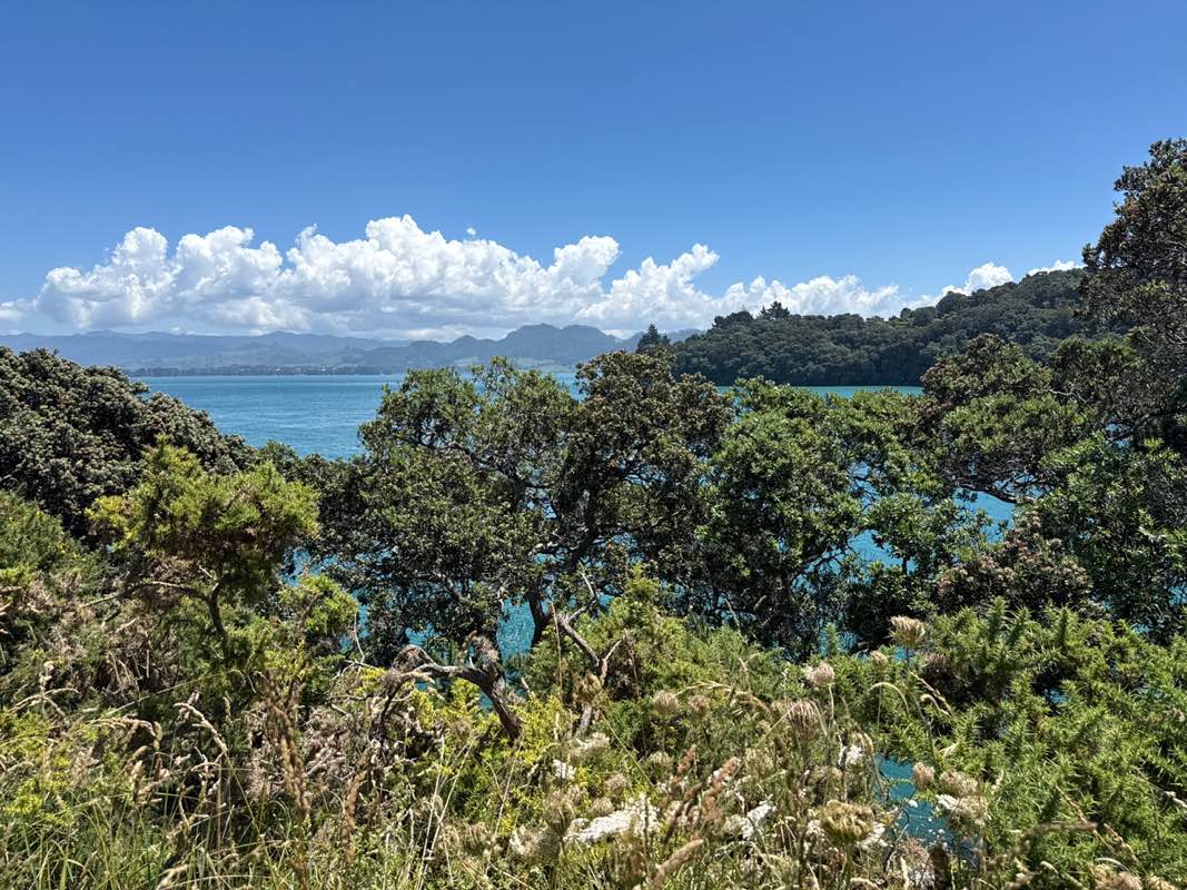 walking near me in Bowentown Domain in summer