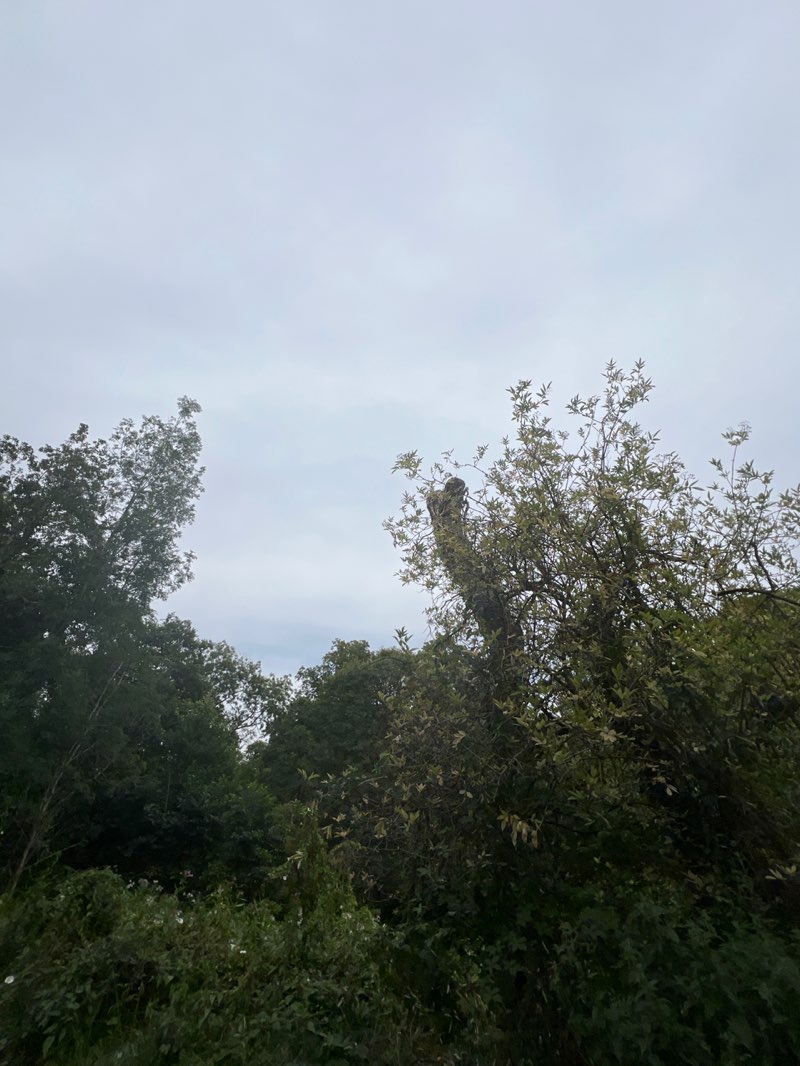 walking near me in Rivelin Park in autumn