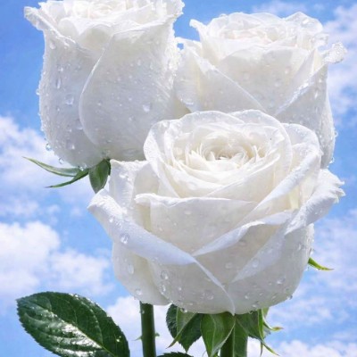 November Steps Challenge ㆍ물 사랑 ㆍ(water love) post image