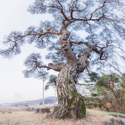 November Steps Challenge ㆍ물 사랑 ㆍ(water love) post image