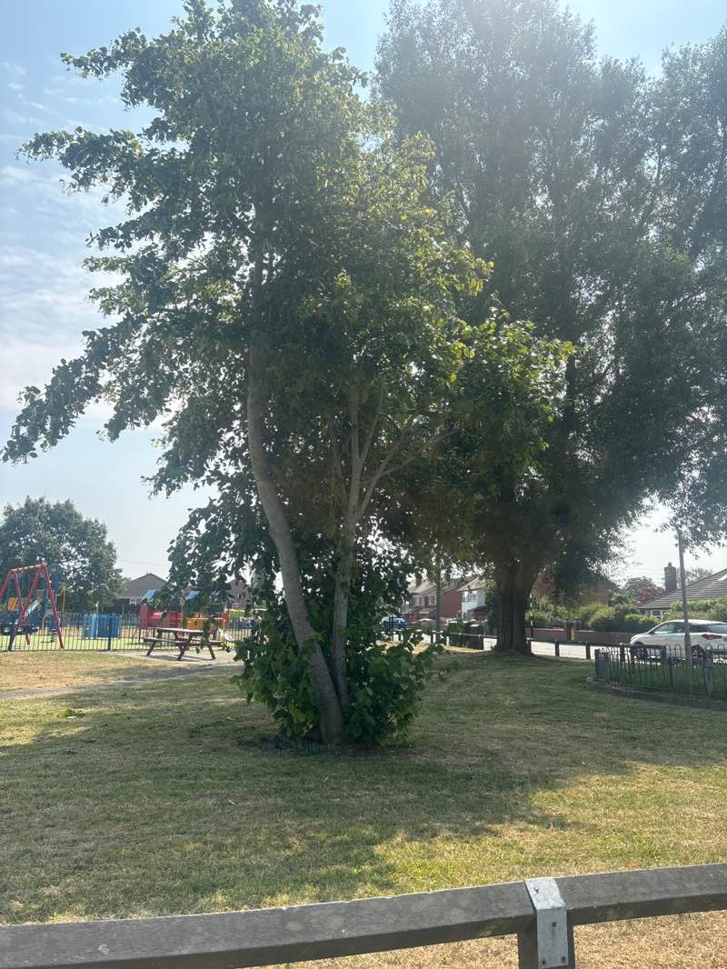 walking near me in Stubshaw Park in summer