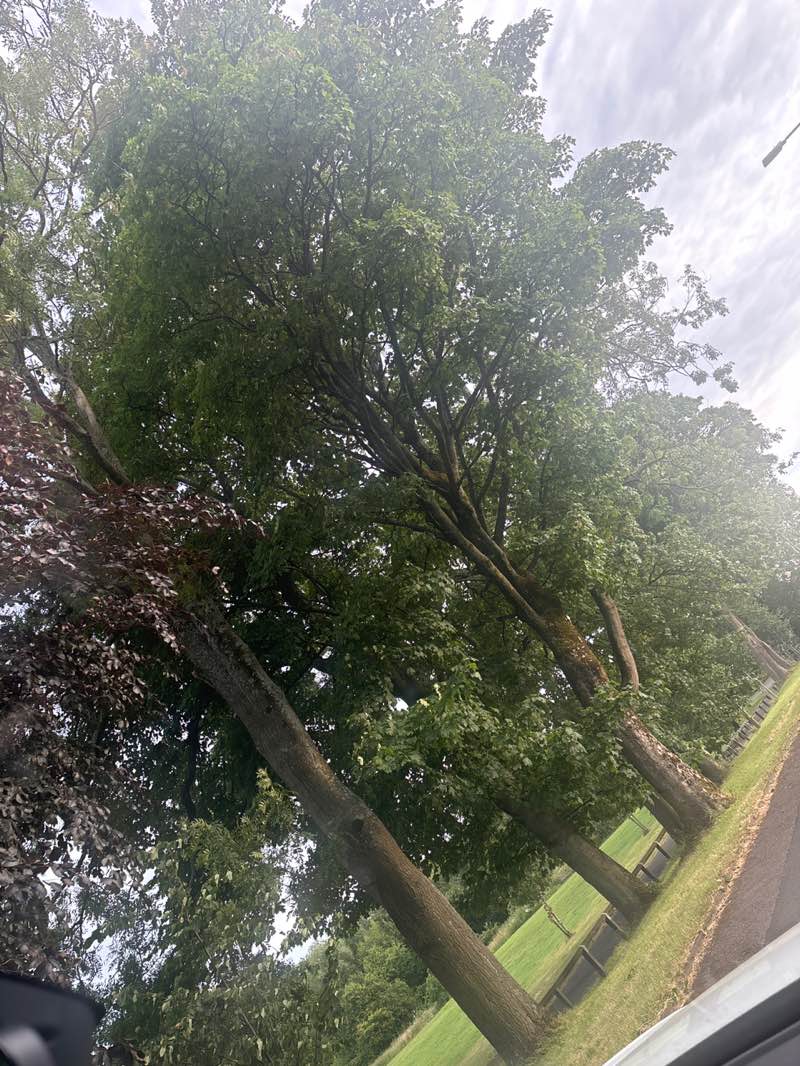 walking near me in Alexandra Park in summer