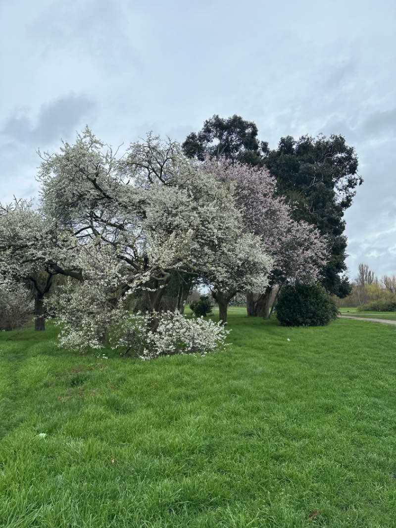 walking near me in Goresbrook Park in spring