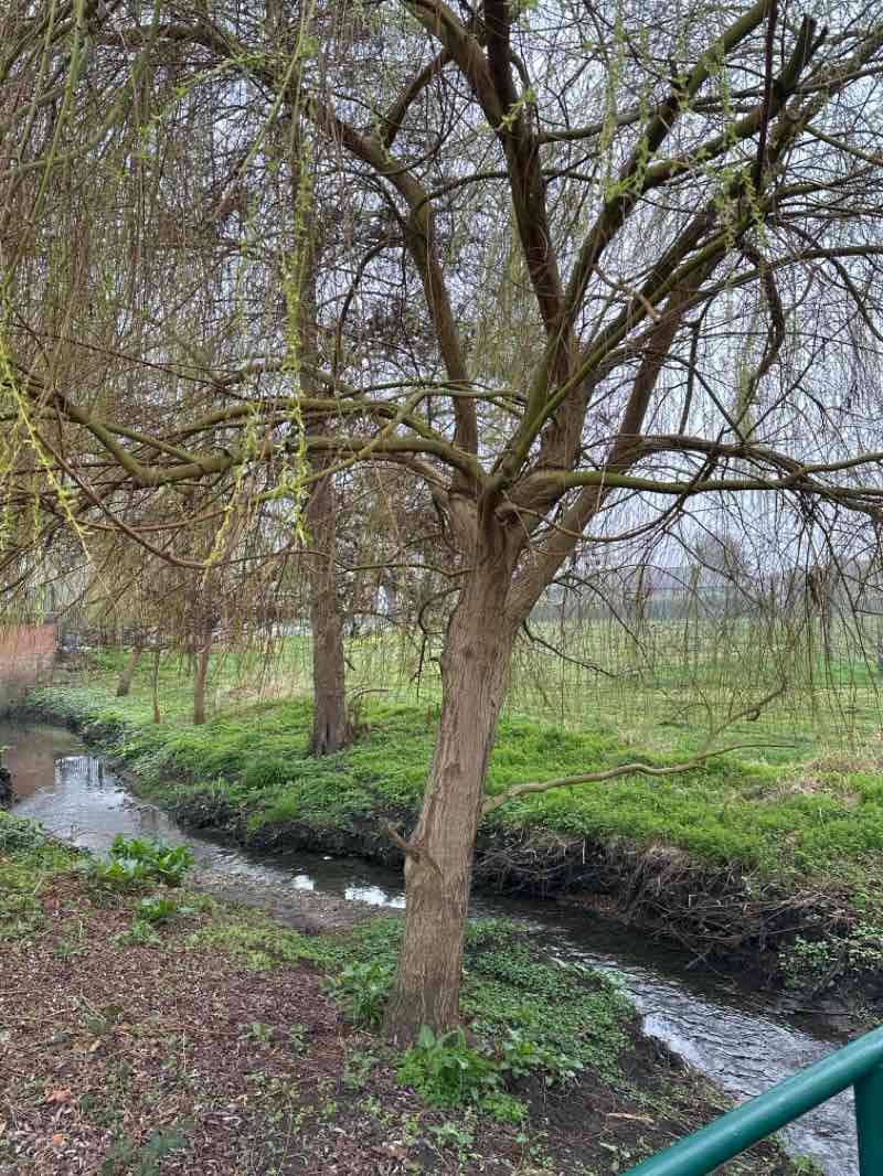 walking near me in King George's Field in spring