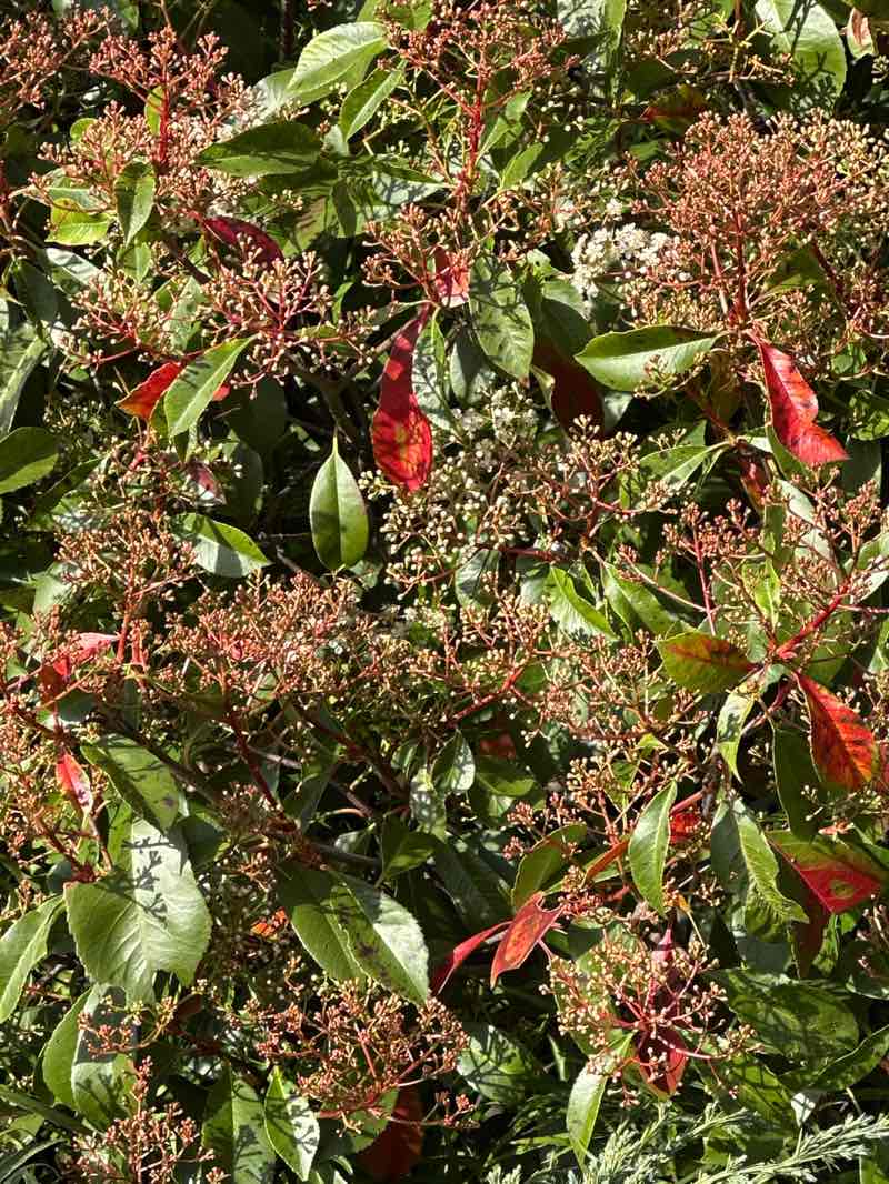 walking near me in Upminster Park in spring