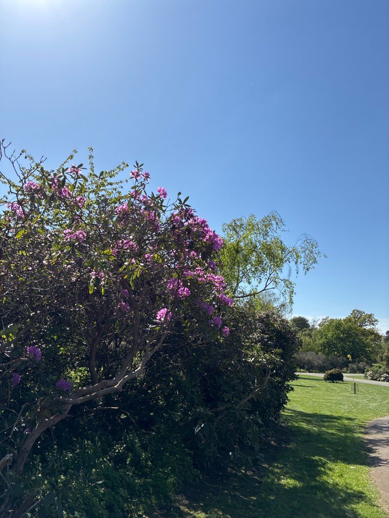 walking near me in Dulwich Park in spring