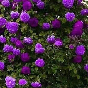 Wen Ms. Warrior 🦋