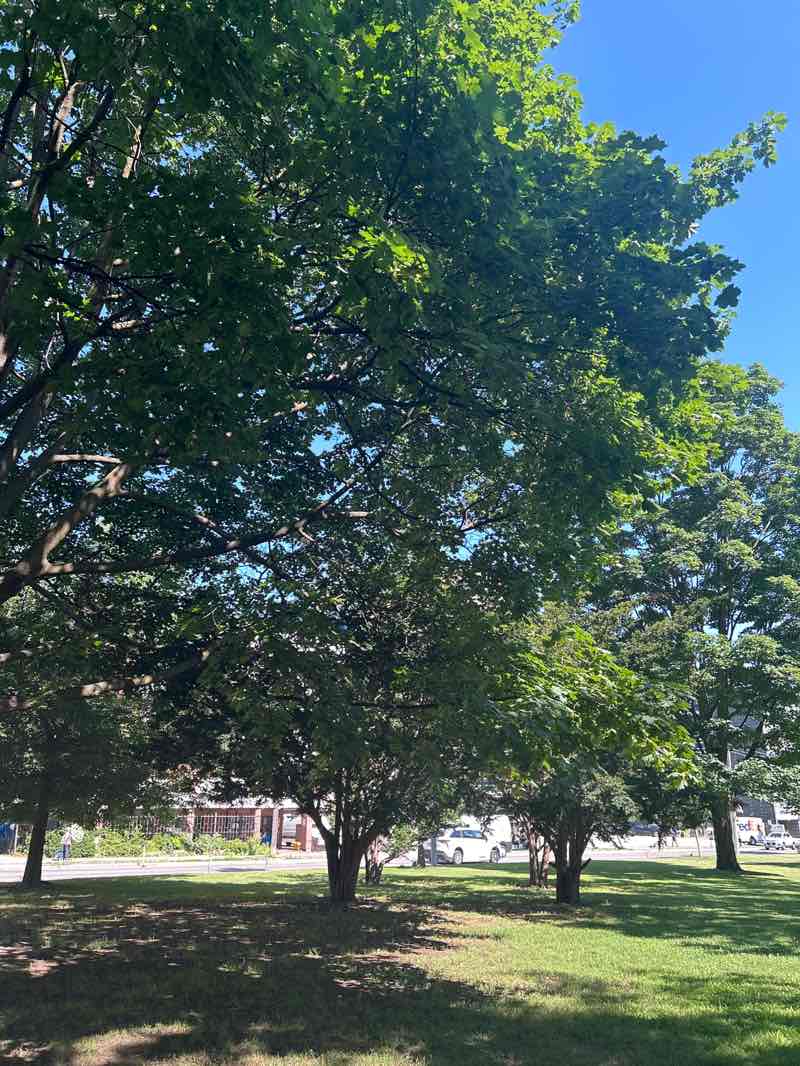 walking near me in Allan Gardens in summer