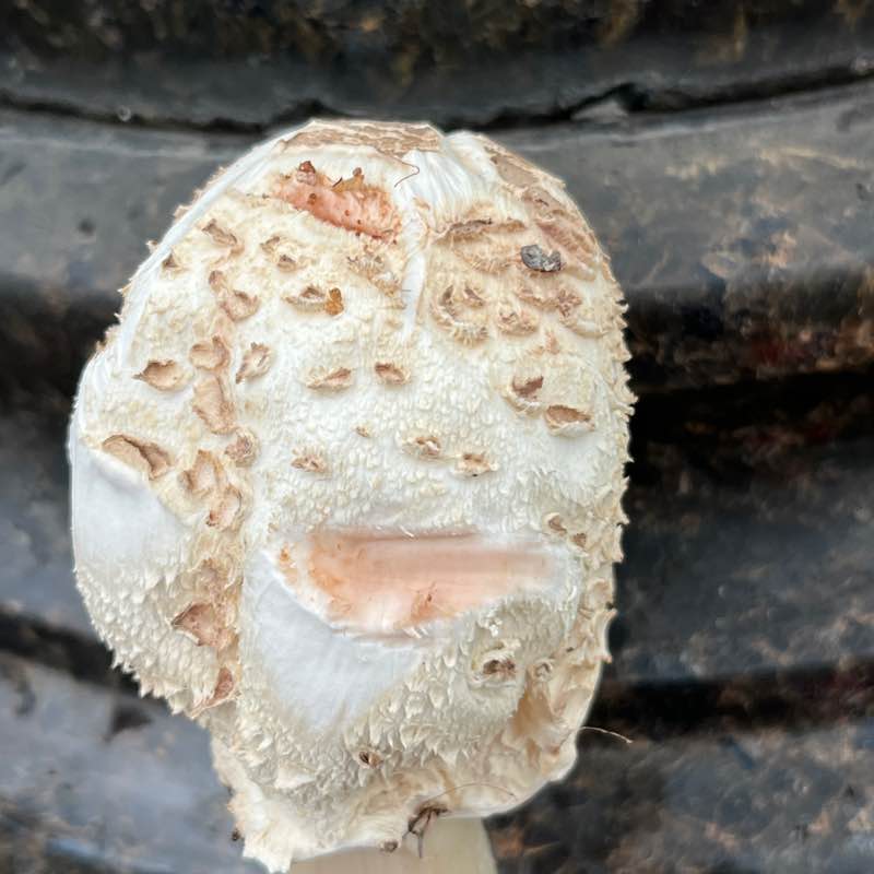 Spacetime 1946. No es nada o algo. post 1