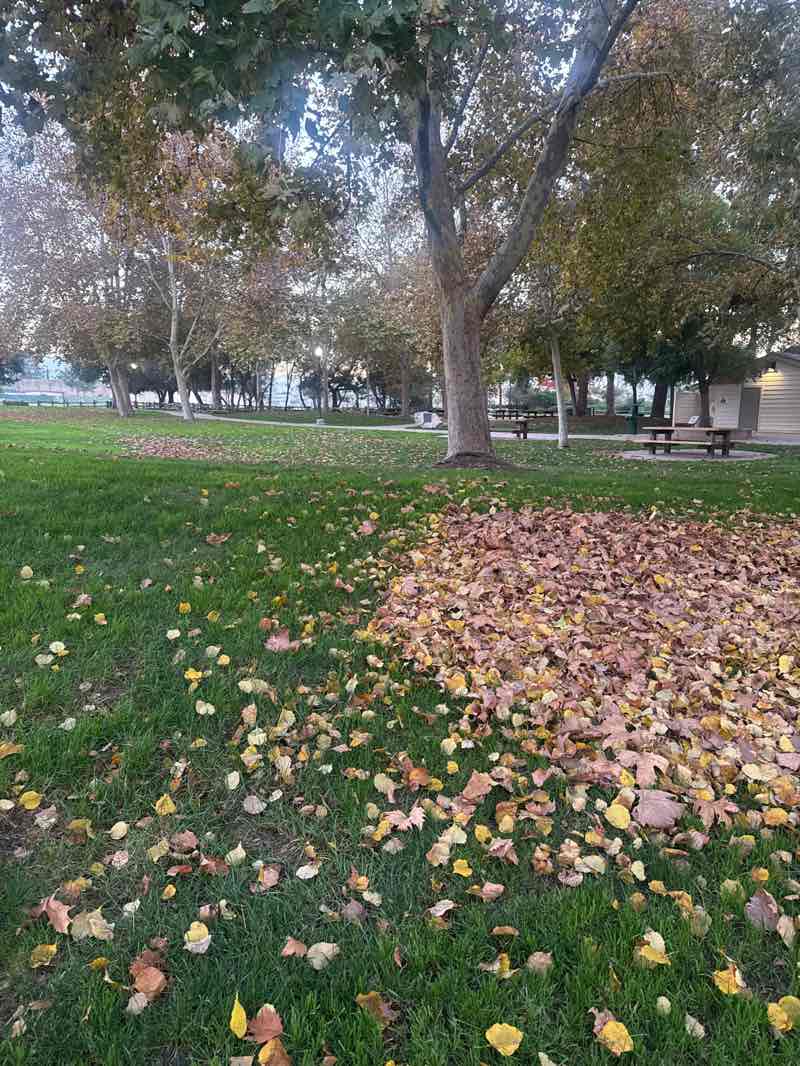 walking near me in Edith Morley Park in winter