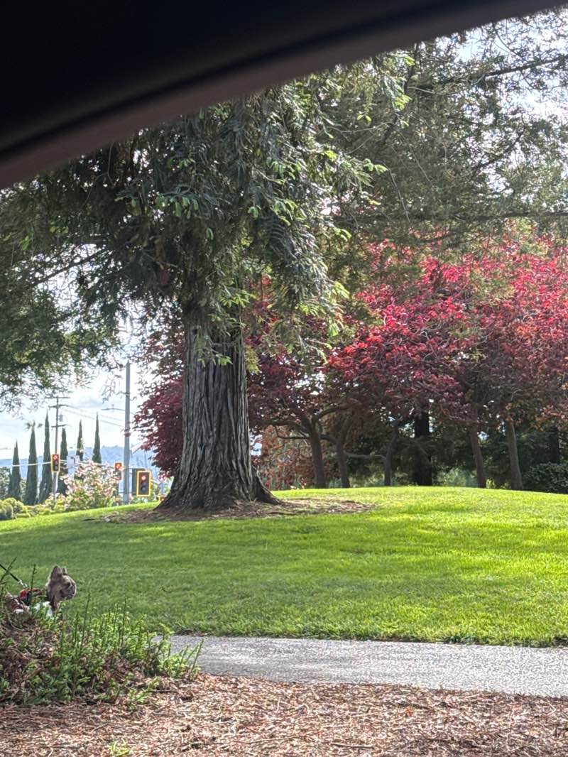 walking near me in John D Morgan Park in spring
