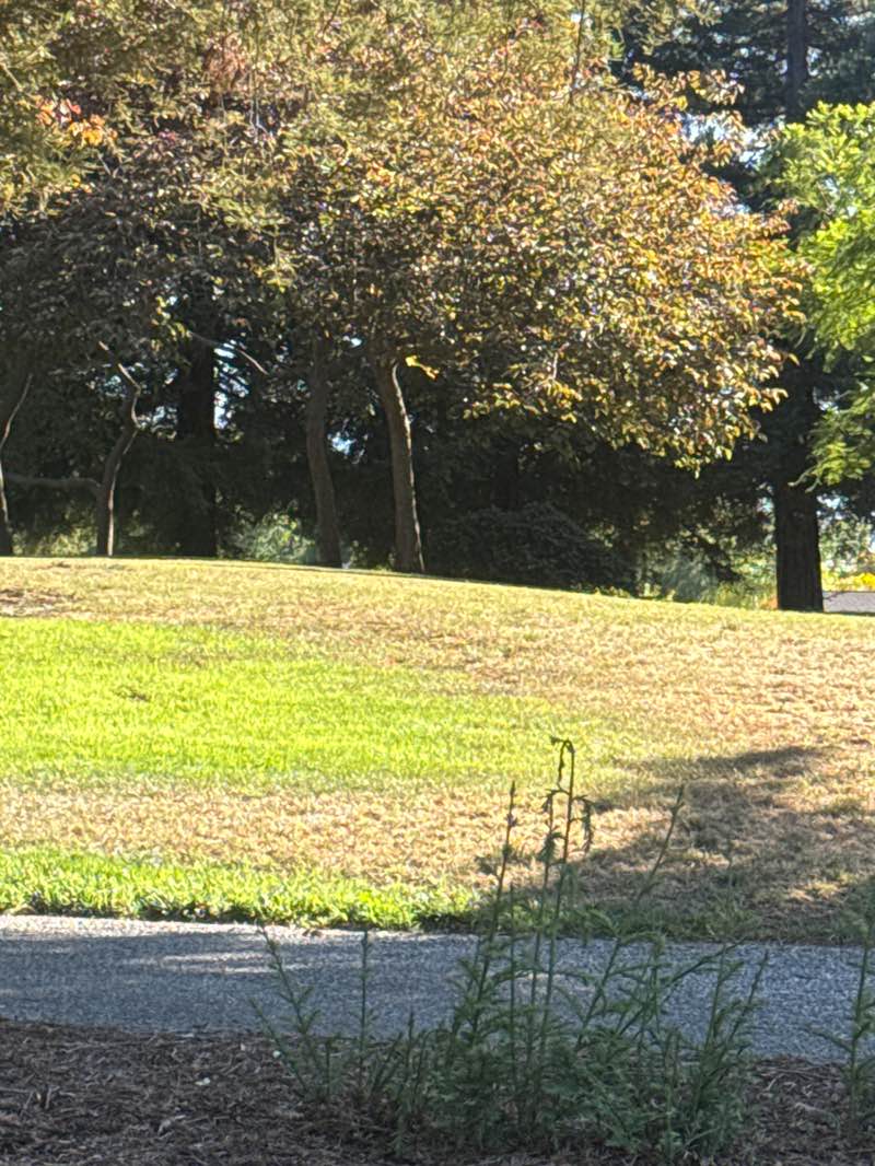 walking near me in John D Morgan Park in summer