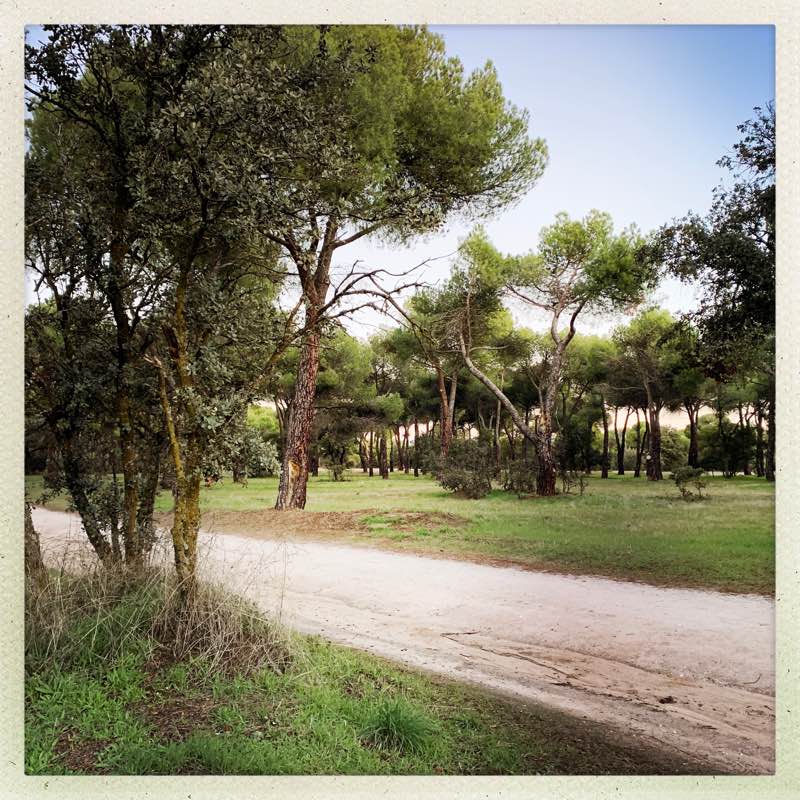 walking near me in Dehesa de Navalcarbón in winter