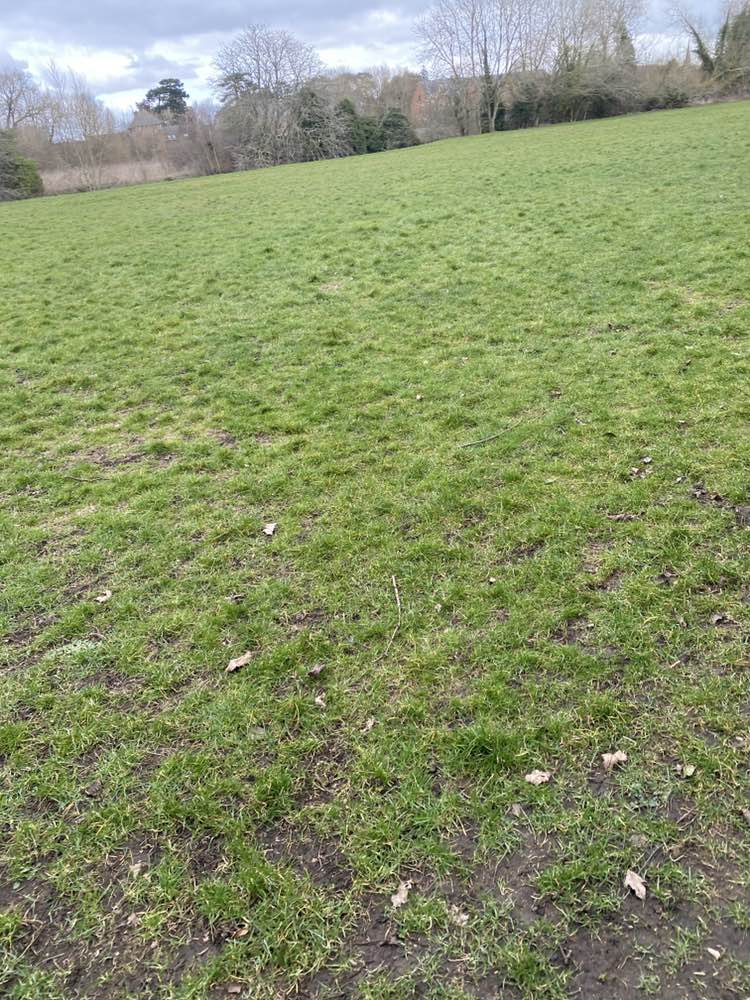 walking near me in Ladygrove Meadow in spring