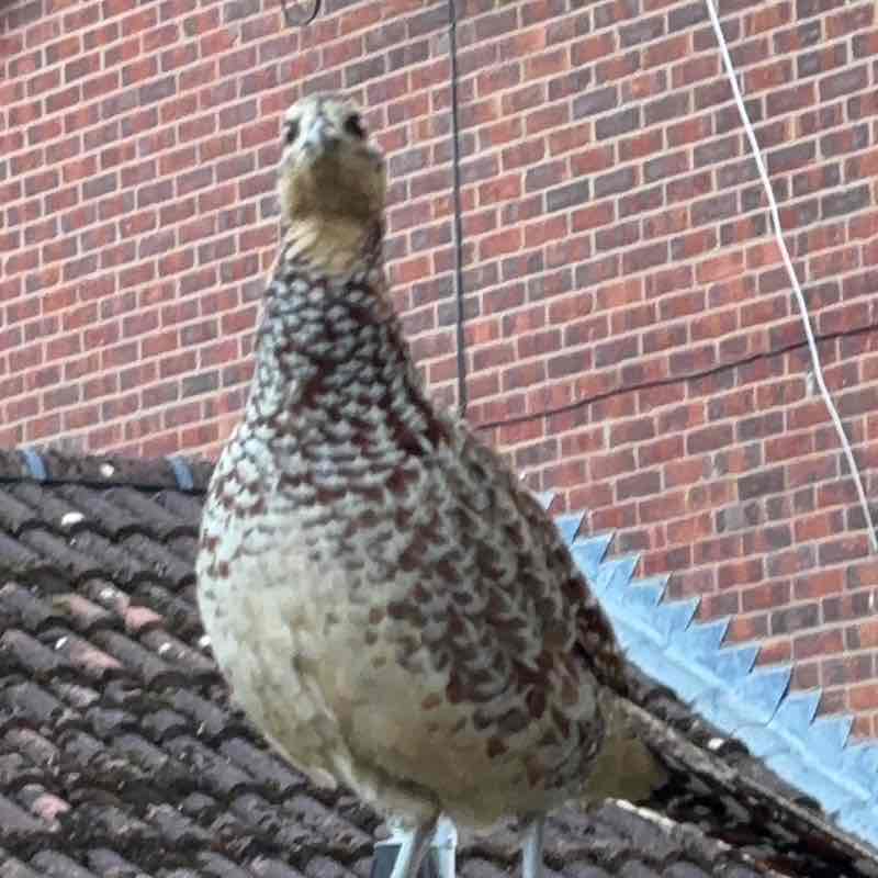 stuartwilliams811 post 1