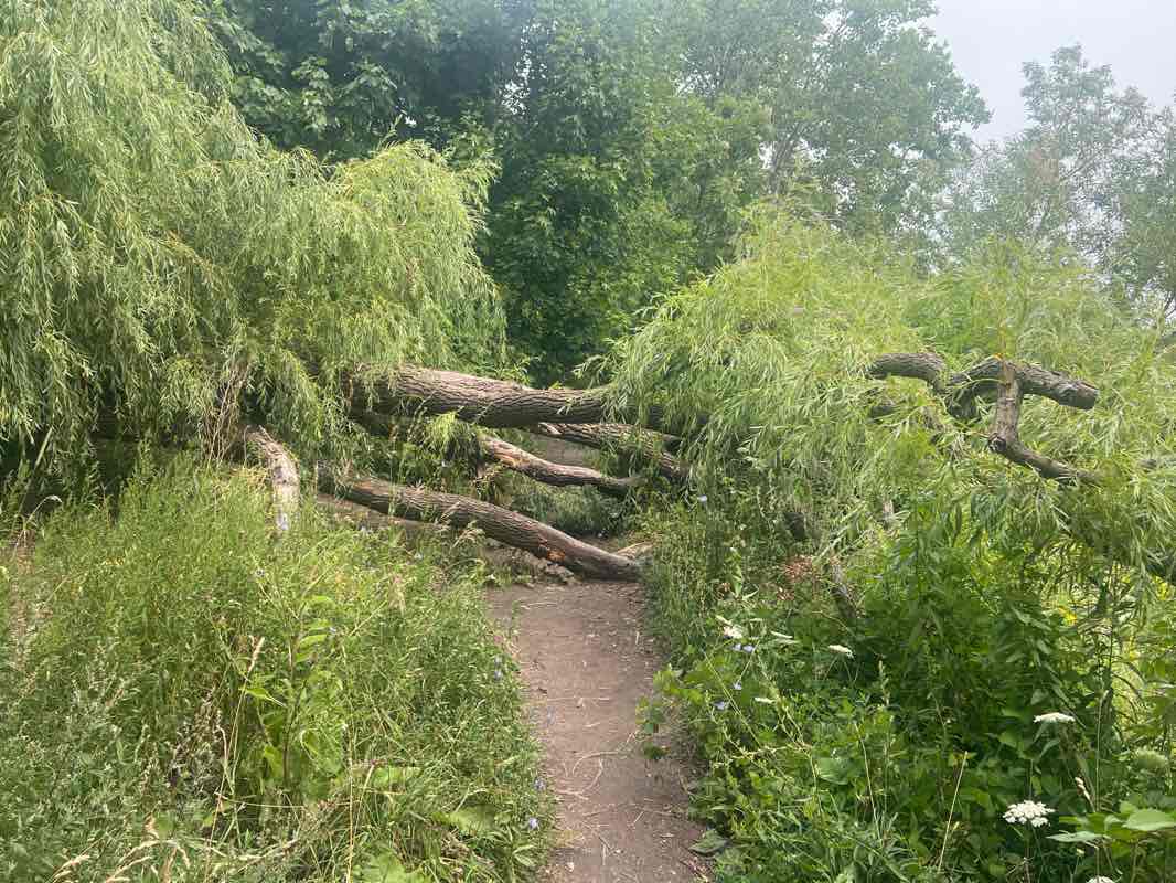 walking near me in Parc de l'Honorable-George-O'Reilly in autumn