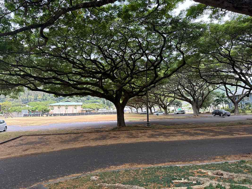 walking near me in Manoa Valley District Park in autumn