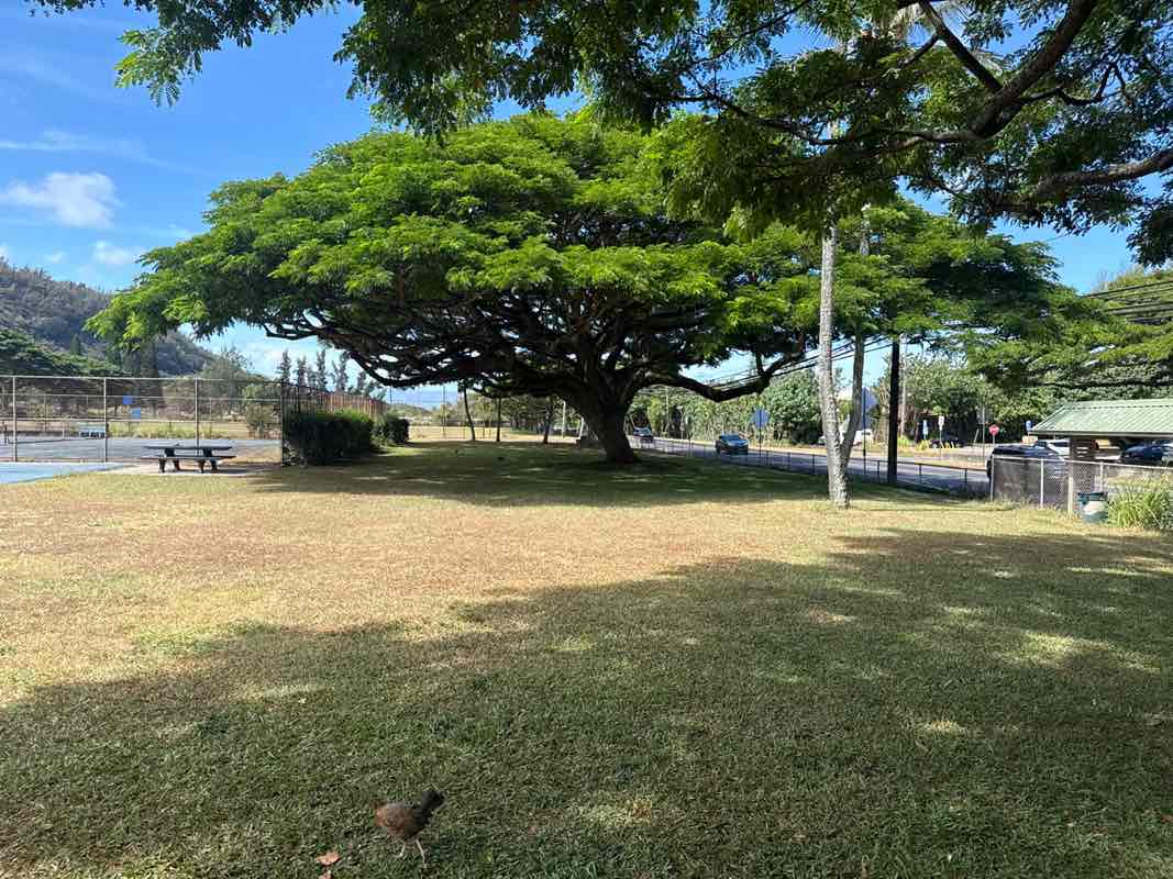 walking near me in Sunset Beach Neighborhood Park in autumn