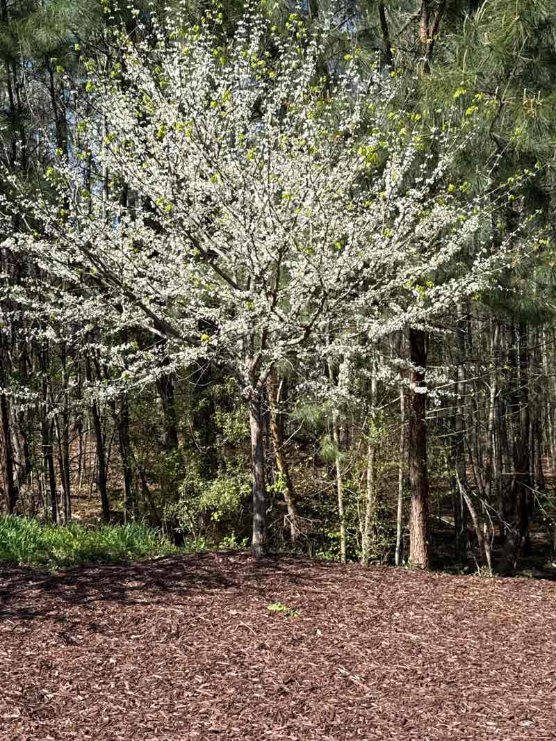 walking near me in C. M. Herndon Park in spring
