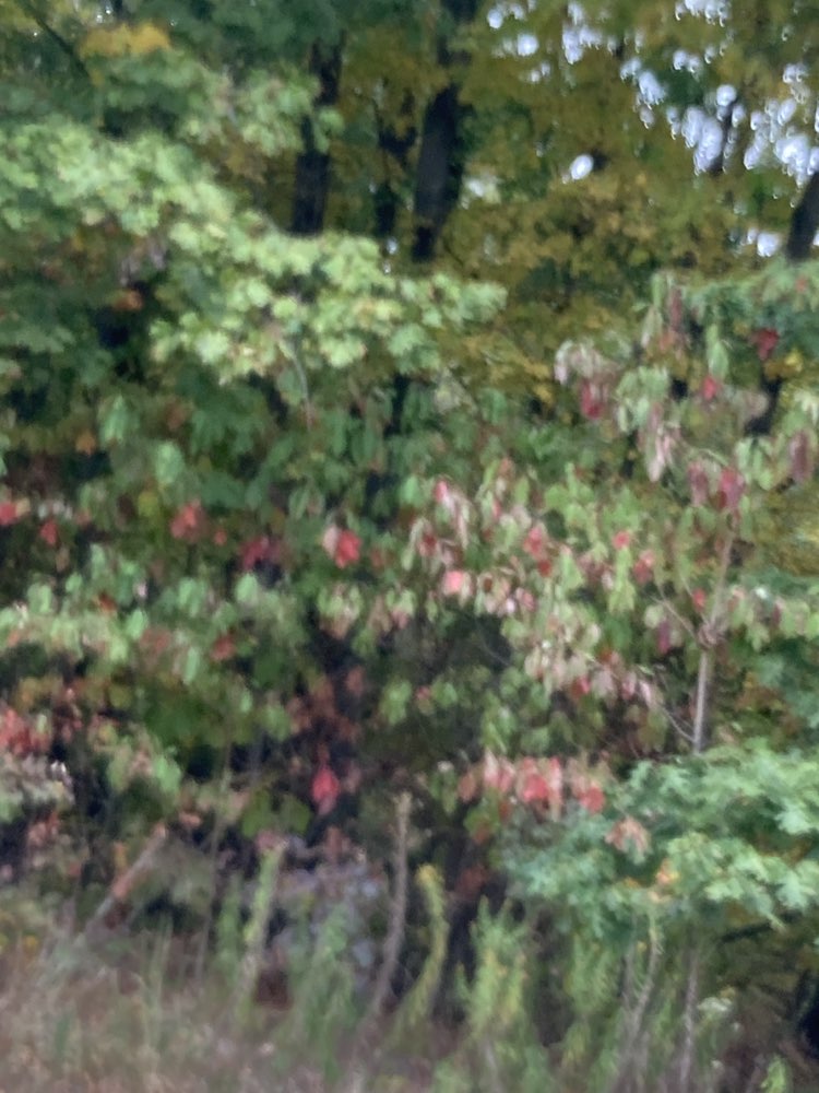 walking near me in Woodyard Conservation Area in autumn