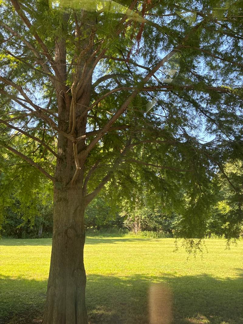 walking near me in Reasor park in summer