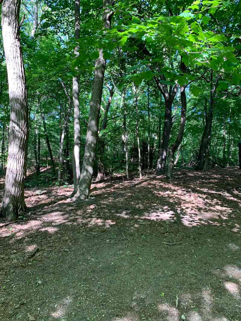 walking near me in Edmands Park in spring