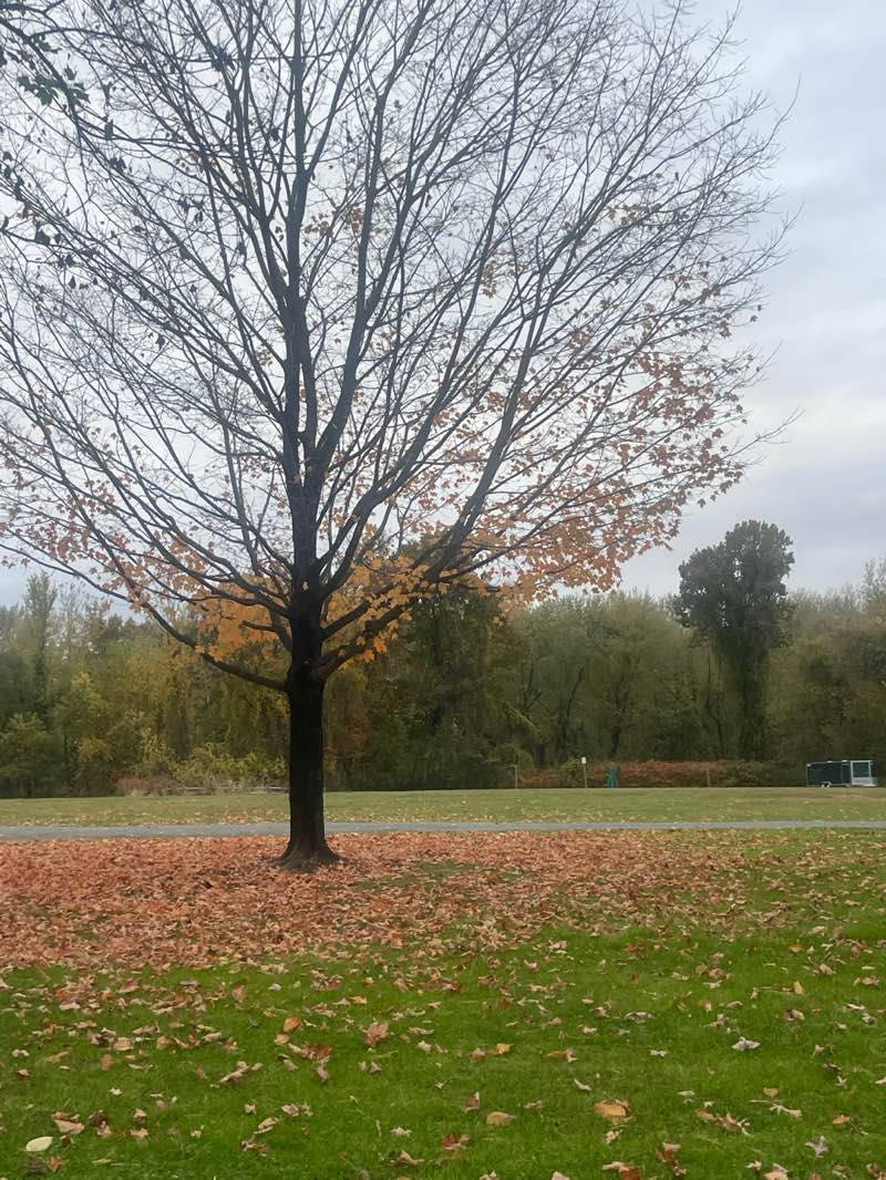 walking near me in Riverfront Park in autumn